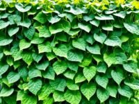 Growing Cucumbers Vertically