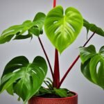 Philodendron Red Congo