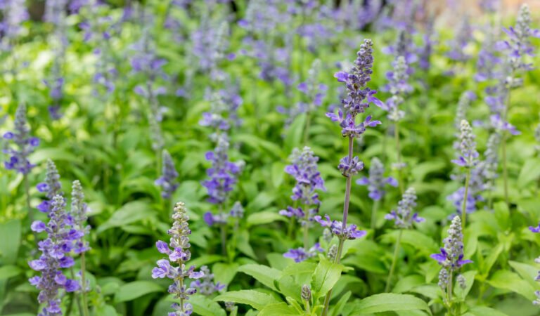 How to Grow and Care For Russian Sage