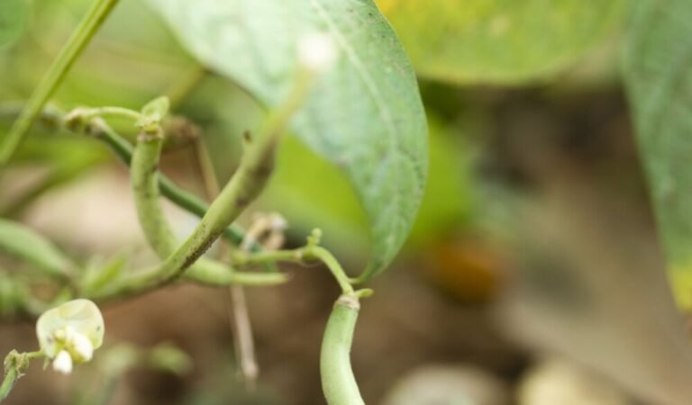 How to Grow Cluster Beans Easily