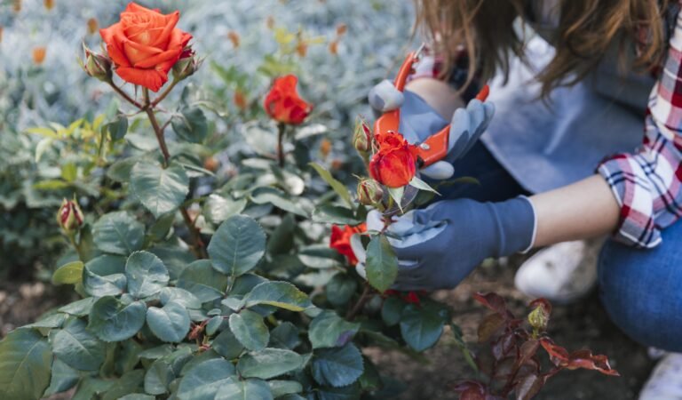 How to Grow Roses from Bouquets?