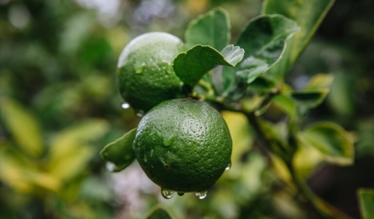 Best Tips for Growing Lime