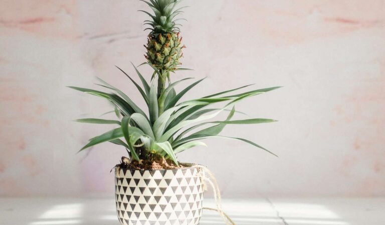 5 Best Ways to Propagate and Regrow Pineapples at Home