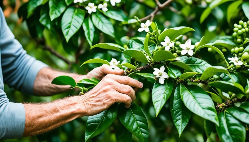 pruning coffee plants