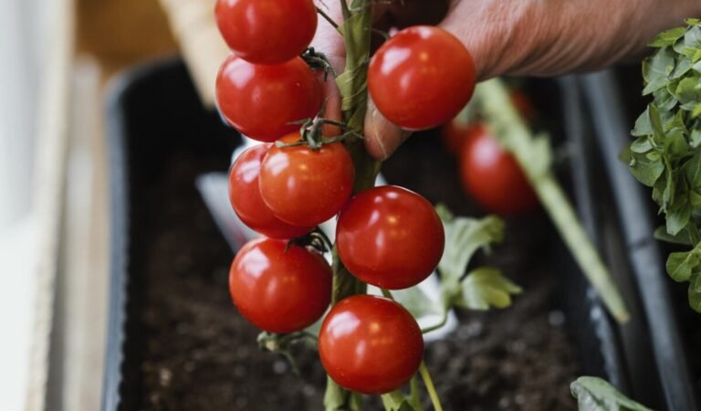 HOW TO GROW TOMATOES IN CONTAINERS