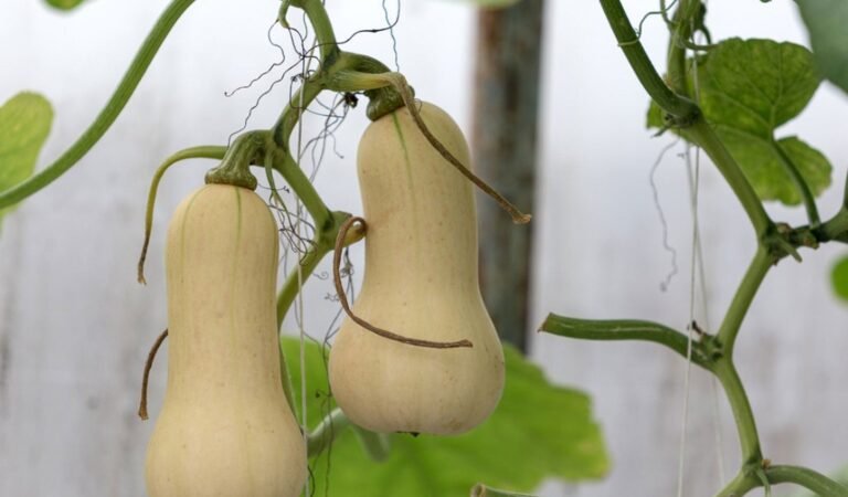 Butternut Squash Growing Stages in Detail