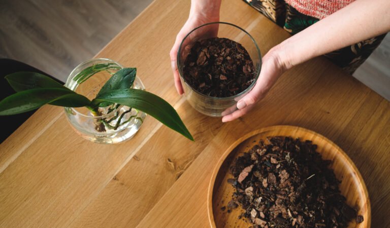 A Guide to Growing Coffee Plants Indoors: Cultivating Your Own Coffee Oasis