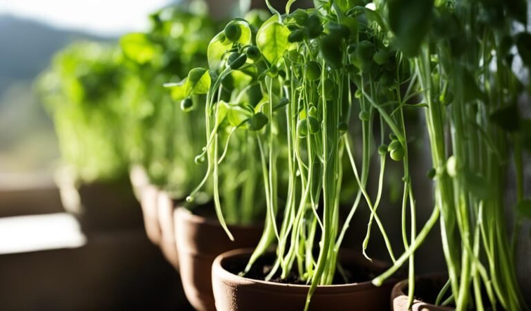 How to Grow Peas at Home in Containers