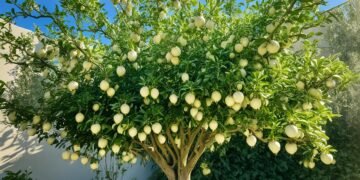 White Pomegranate Growing