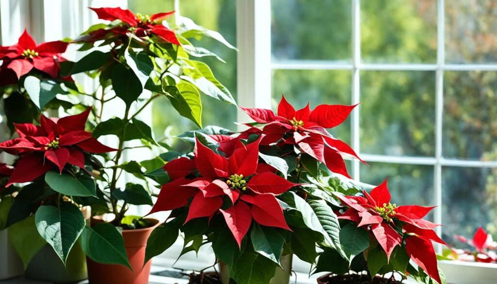 poinsettia care tips