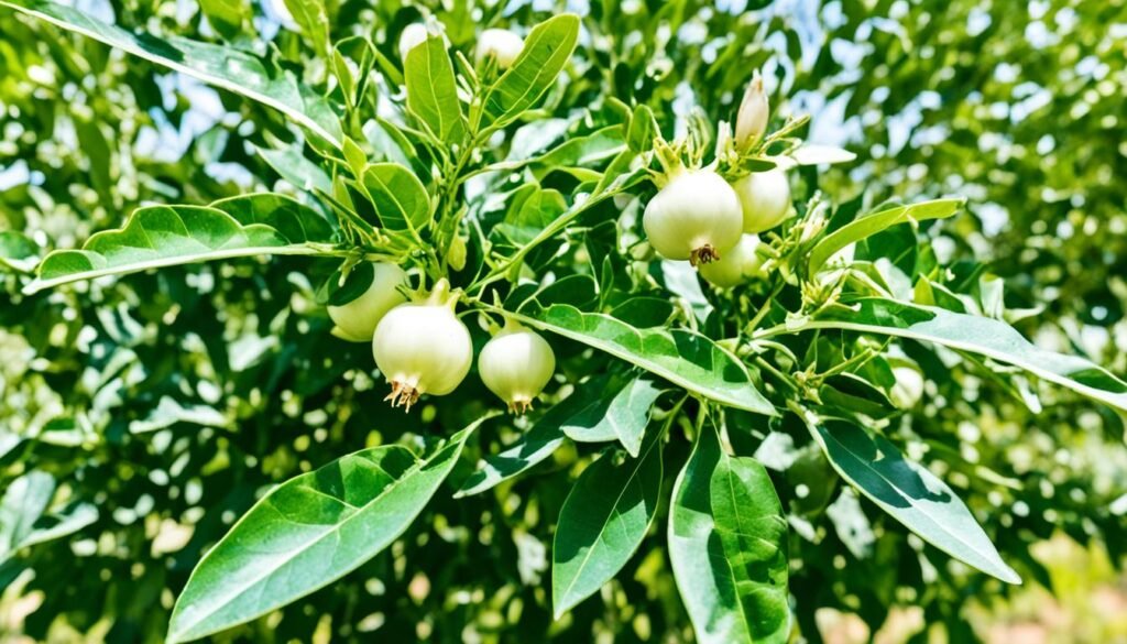 white pomegranate pest control